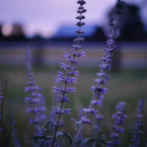 Russian Sage