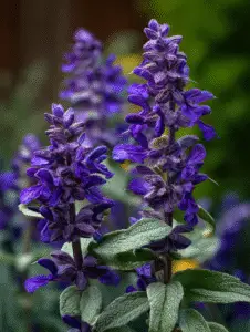 Salvia ‘May Night’