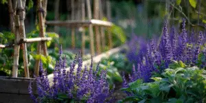 Salvia ‘May Night’ (10)