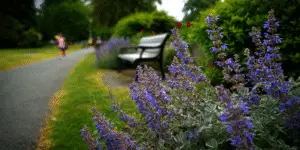 Salvia ‘May Night’ (15)