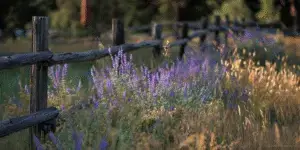 Salvia ‘May Night’ (20)