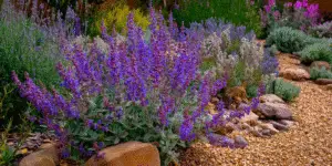 Salvia ‘May Night’ (21)