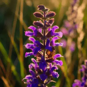 Salvia ‘May Night’