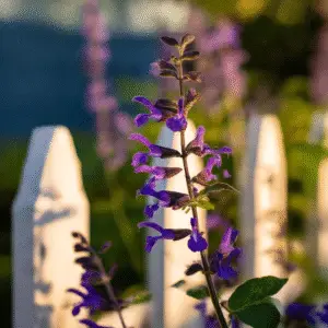 Salvia ‘May Night’