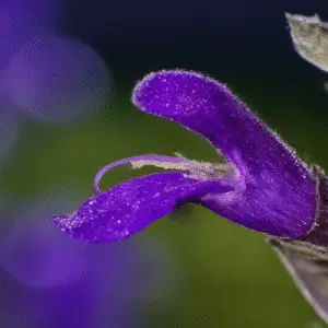 Salvia ‘May Night’ (Salvia × sylvestris) Flower