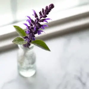 Salvia ‘May Night’ (Salvia × sylvestris) Flower
