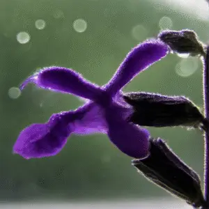 Salvia ‘May Night’ (Salvia × sylvestris) Flower