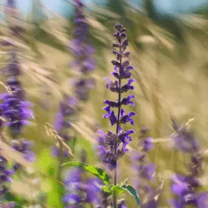 Salvia ‘May Night’ (Salvia × sylvestris) Flower