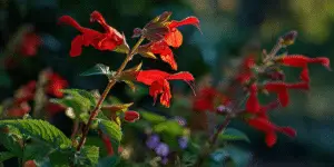 Scarlet Sage (13)