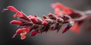 Scarlet Sage (8)