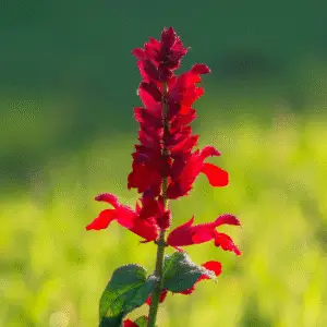 Scarlet Sage (Salvia splendens)​ Flower