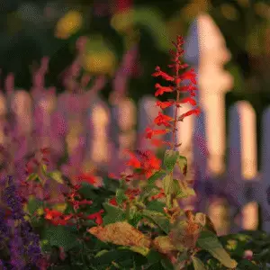 Scarlet Sage (Salvia splendens)​ Flower