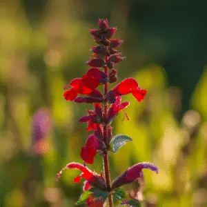 Scarlet Sage