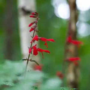 Scarlet Sage (Salvia splendens)​ Flower