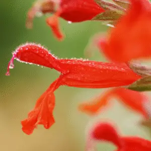 Scarlet Sage (Salvia splendens)​ Flower