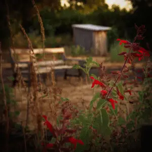 Scarlet Sage (Salvia splendens)​ Flower