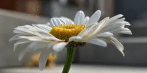 Shasta Daisy Flower (10)