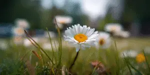 Shasta Daisy Flower (11)