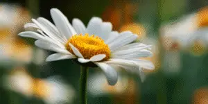 Shasta Daisy Flower (3)