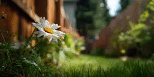 Shasta Daisy Flower (9)