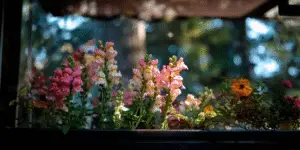Snapdragon Flowers