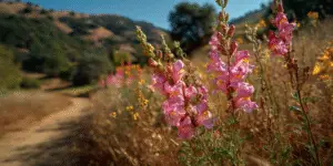 Snapdragon Flowers