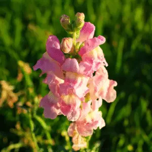 Pink snapdragon flower with dew
