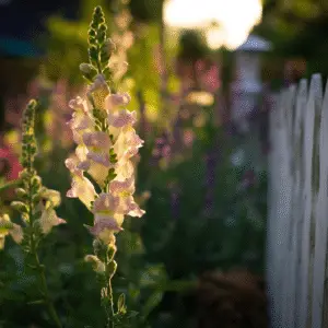 Delicate snapdragon flower in sunlight