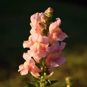 Delicate pink snapdragon flower in sunlight