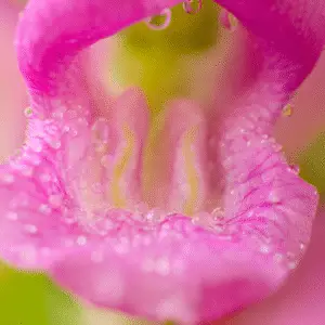 Close-up of pink flower with droplets
