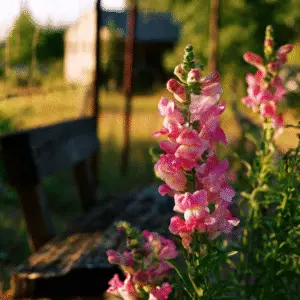 Pink snapdragon flowers near rustic bench
