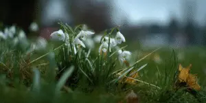 Snowdrop (11)
