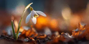 Snowdrop (3)