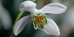 Close-up of a white snowdrop flower with green markings and orange anthers inside
