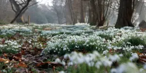 Snowdrop (7)
