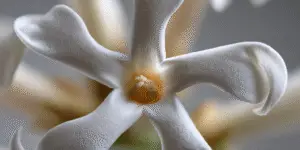 Stephanotis White Flower