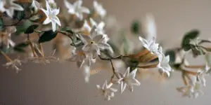 Stephanotis White Flower