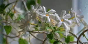 Stephanotis White Flower