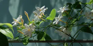 Stephanotis White Flower