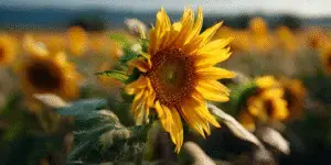 Single yellow sunflower with a dark brown center in a sunlit sunflower field