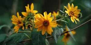 Sunflower (5)
