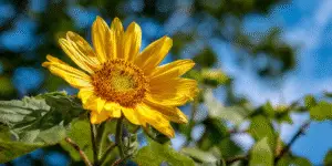 Sunflower (8)