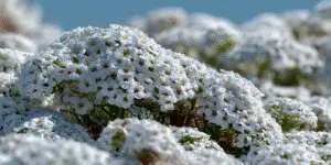 Sweet Alyssum (12)