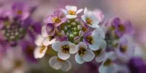 Sweet Alyssum Flower