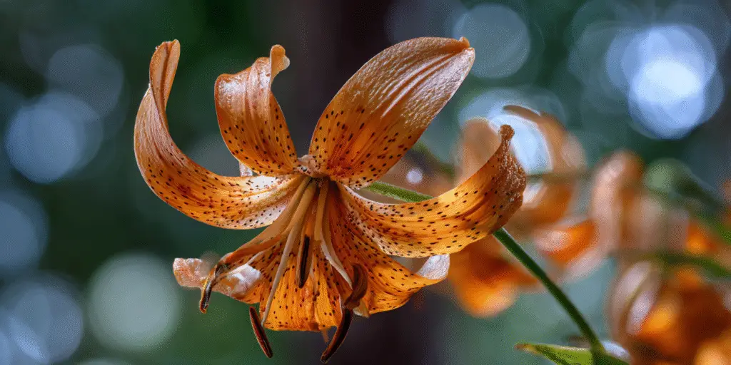 Orange tiger lily with dark spots and recurved petals against a soft green background