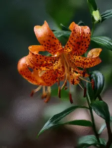 Tiger Lilies (12)