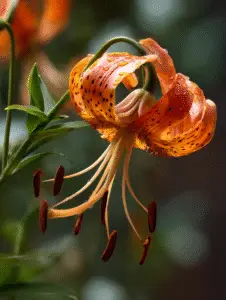 Tiger Lilies (13)