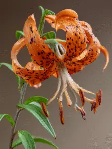 Tiger Lilies (Lilium lancifolium)  Care, Growing, Toxicity, Vase Life,  Photos