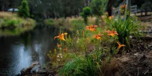 Tiger Lilies