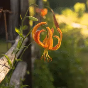 Vibrant orange tiger lily in sunlight